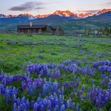 viewes, forest, Meadow, trees, Mountains, Houses, lupine