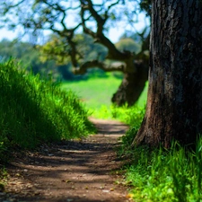 trees, Path, Meadow