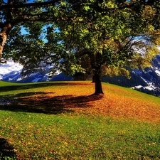 viewes, autumn, car in the meadow, trees, Mountains