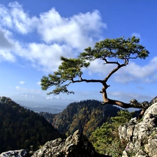 Mountains, Sokolica, trees, Pieniny