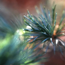 trees, pine, needle