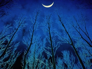 Night, viewes, moon, trees