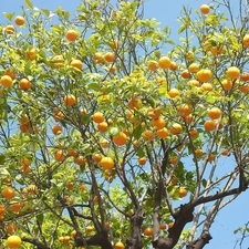 orange, trees