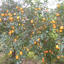 orange, trees