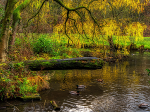 trees, inclined, HDR, branch pics, Spring, Pond - car, Park, ducks