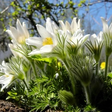 pasque, viewes, Spring, trees