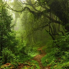 Path, trees, Spring, viewes, fern, forest, magic, Bush