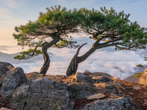 viewes, rocks, pine, trees, Mountains, Two, Fog