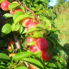 trees, maturing, plums