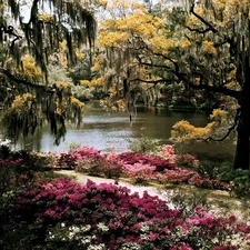 trees, viewes, Pond - car, Flowers, Park