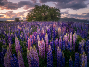 lupins, trees, purple, Pink, Meadow