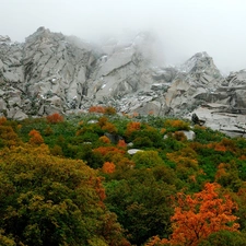 rocks, Crown, trees, Fog