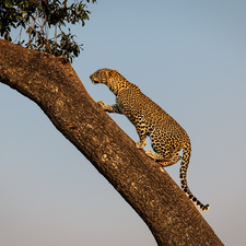 trees, Leopards, Sloping