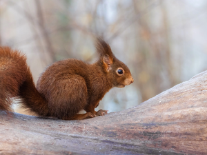 trees, Brown, squirrel