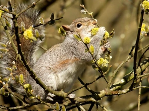 squirrel, Willow, database, trees