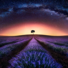 Star way, star, lavender, Night, Sky, Field, trees