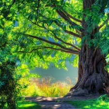 summer, trees