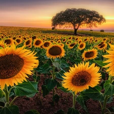 Sunrise, Nice sunflowers, trees