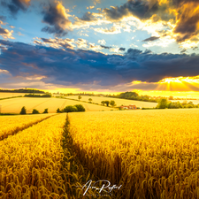 trees, corn, clouds, Houses, Field, viewes, rays of the Sun