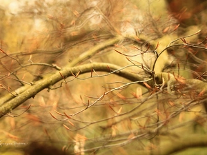 Twigs, Leaved Beech, trees