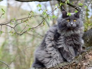 cat, trees, Twigs, Maine Coon