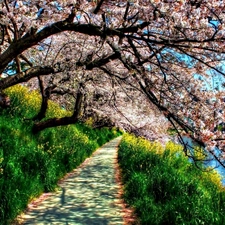 trees, VEGETATION, Path, flourishing, Spring