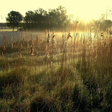 lake, west, trees, viewes, cane, sun