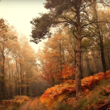 Path, forest, trees, viewes, fern, autumn