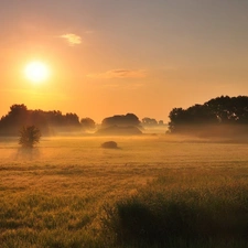 field, west, trees, viewes, Fog, sun