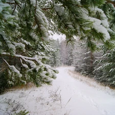 trees, viewes, Way, Snowy, forest