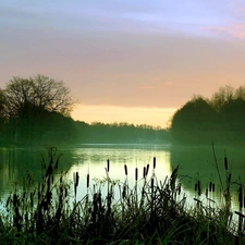 trees, viewes, Fog, rushes, lake