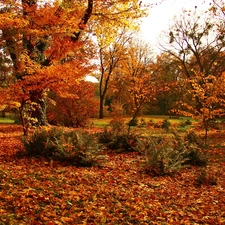 color, Garden, trees, viewes, Leaf, autumn