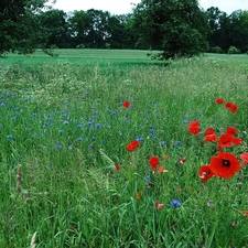 trees, viewes, papavers, cornflowers, Meadow