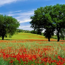 trees, viewes, Flowers, papavers, Meadow