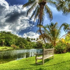 trees, viewes, River, Bench, Palms