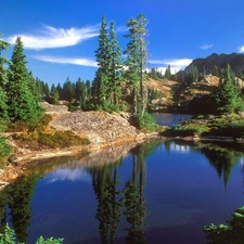 trees, viewes, Washington, lake, Park