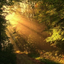 trees, viewes, sun, forest, rays