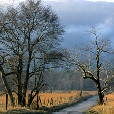 trees, viewes, Path, field, rural