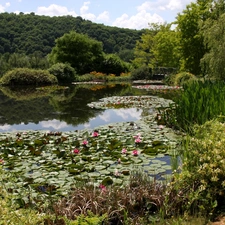 water, lake, trees, viewes, scrub, lilies