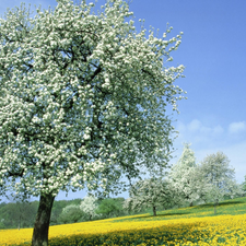 trees, viewes, Meadow, flourishing, Spring