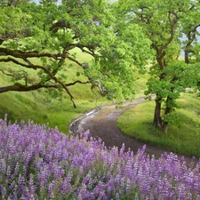 trees, viewes, Violet, lupine, Way