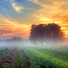 trees, viewes, sun, Fog, west