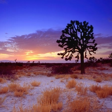 west, lonely, trees, sun