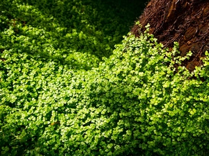 trees, trefoil, Wooded