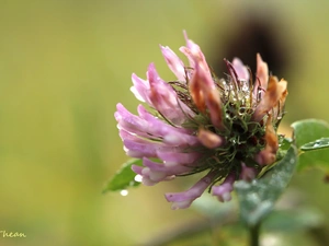 Pink, drops, Rosy, trefoil