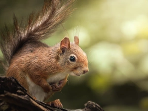 Ginger, trunk, blurry background, squirrel