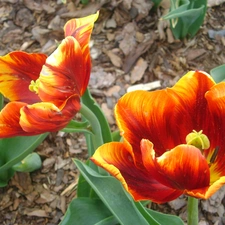 Orange, tulip