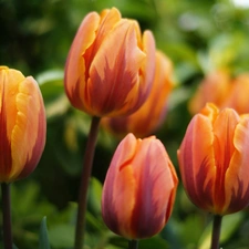 Tulips