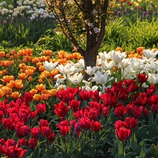 color, Tulips