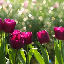 Flowers, Tulips